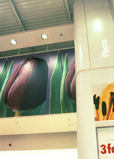 Boots The Chemists - https://davidfern.lon1.cdn.digitaloceanspaces.com/media/images/Web-BTC-Tulips.jpg